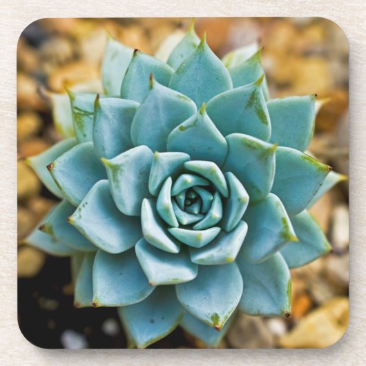 Dessous-de-verre Succulent (Devant)