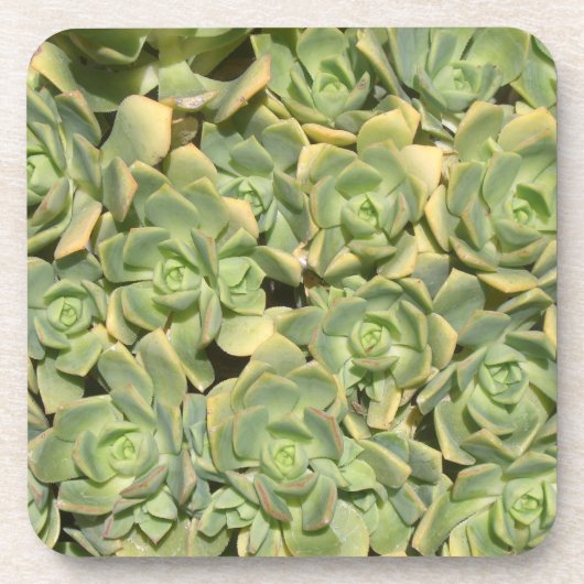 Dessous-de-verre Succulentes (Devant)