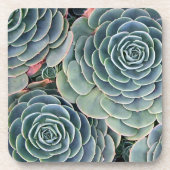 Dessous de verre succulents (Devant)