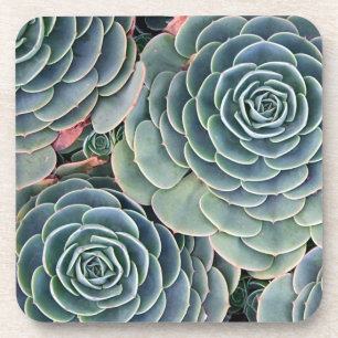 Dessous de verre succulents