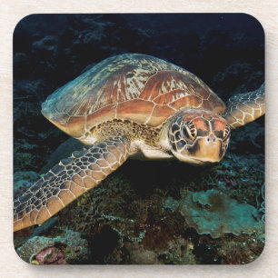 Dessous-de-verre Sulawesi Tortue Marine Verte