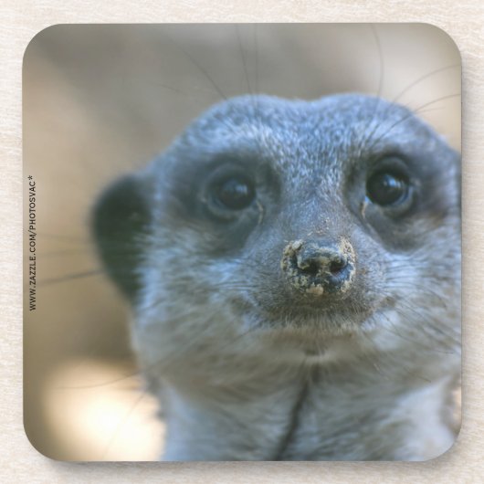Dessous-de-verre Suricate drôle (Devant)