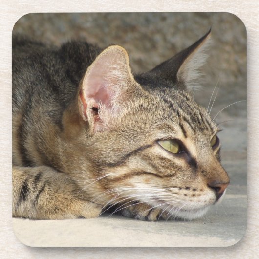 Dessous de verre Tabby Cat (Devant)