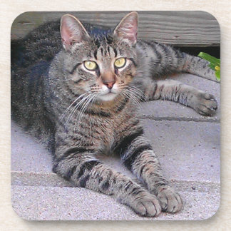 Dessous-de-verre Tabby Chat Brown à l'extérieur