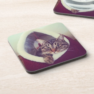 Dessous-de-verre Tabby Kitty Dans La Cabine Photo De Gros Plan