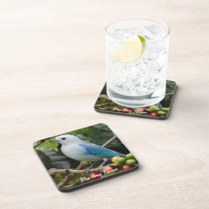 Dessous-de-verre Tanager gris bleu