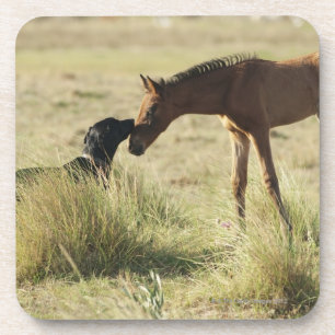 Dessous-de-verre Tarifa, Cadix, Andalousie, Espagne 2
