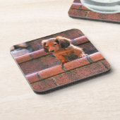 Dessous-de-verre Teckel miniature (Côté gauche)