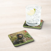 Dessous-de-verre Teckel standard à poils durs (Côté Droit)