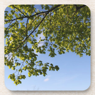 Dessous-de-verre temps printanier, arbre sur fond de ciel bleu