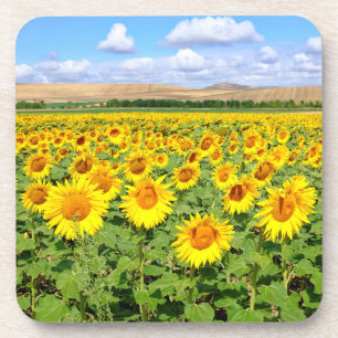 Dessous-de-verre Terrain de tournesol