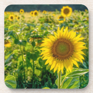 Dessous-de-verre Terrain de tournesol doré
