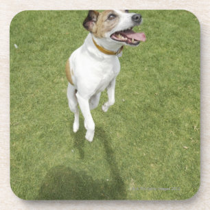 Dessous-de-verre Terrier de Jack Russell sautant, vue élevée