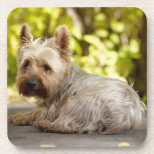 Dessous-de-verre Terrier des Etats-Unis, le Colorado, Yorkshire se