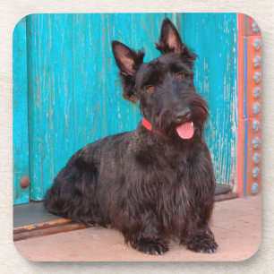 Dessous-de-verre Terrier écossais assis près d'une porte colorée