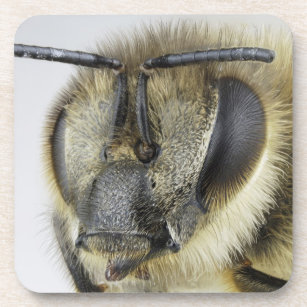 Dessous-de-verre Tête d'abeille