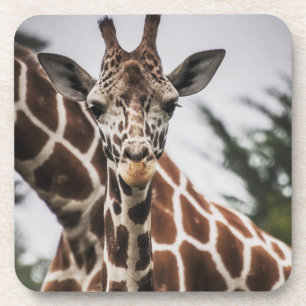 Dessous-de-verre Tête de girafe Tirage de fourrure de girafe Animal