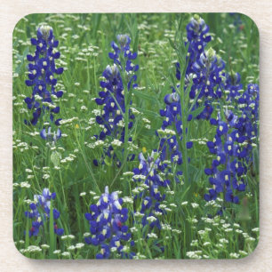 Dessous-de-verre Texas, lac Buchanan. Texas Bluebonnet et Sauvage