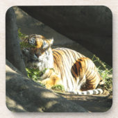 Dessous-de-verre Tiger Catnap (Devant)