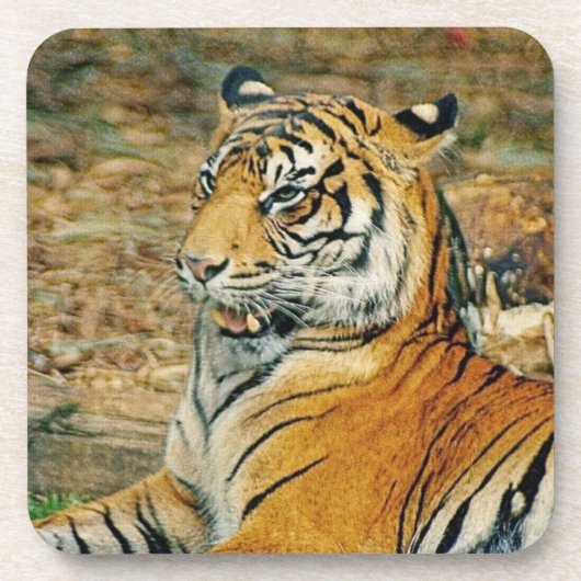 Dessous-de-verre Tigre (Devant)