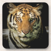 Dessous-de-verre tigre (Devant)