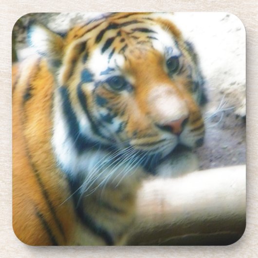 Dessous-de-verre Tigre (Devant)