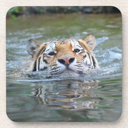 Dessous-de-verre Tigre 028 (Devant)