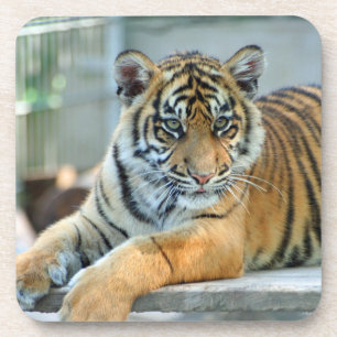 Dessous-de-verre Tigre 034