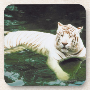 Dessous-de-verre Tigre blanc nageant paisiblement