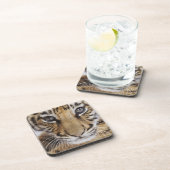 Dessous-de-verre Tigre CUB (Côté Droit)