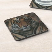 Dessous-de-verre Tigre CUB (Côté gauche)