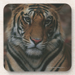 Dessous-de-verre Tigre CUB