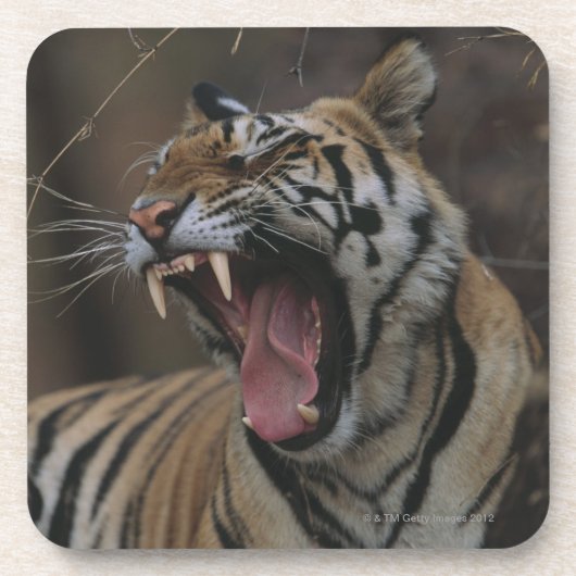 Dessous-de-verre Tigre CUB baîllant (Devant)