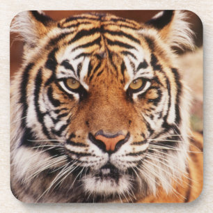 Dessous-de-verre Tigre de Sumatra