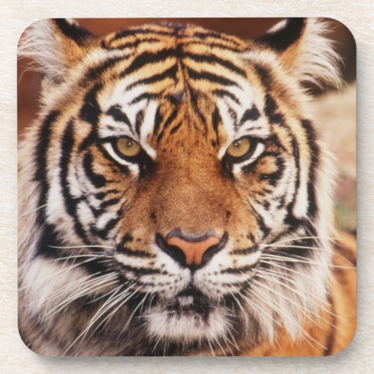 Dessous-de-verre Tigre de Sumatra (Devant)