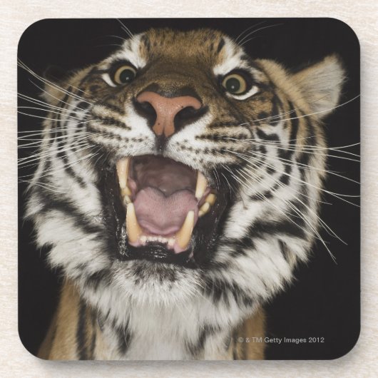 Dessous-de-verre Tigre hurlant 2 (Devant)