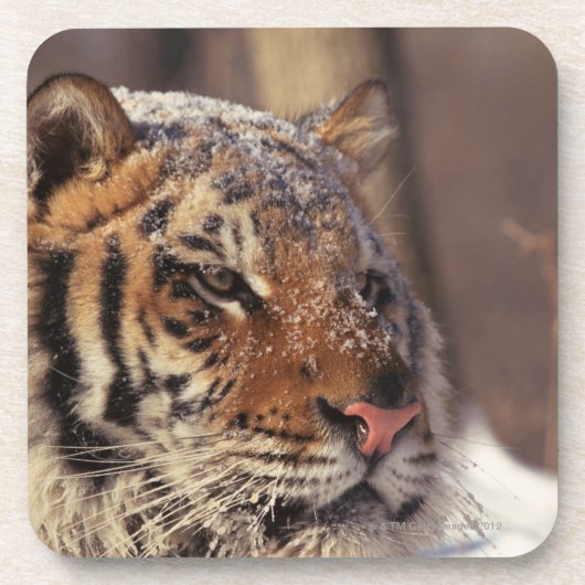 Dessous-de-verre Tigre sibérien (Devant)