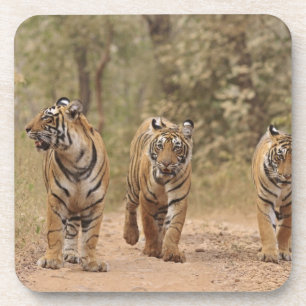 Dessous-de-verre Tigres royaux du Bengale sur la piste, Ranthambhor