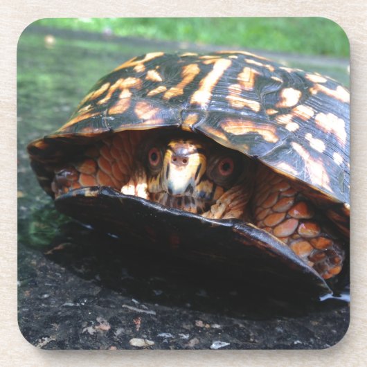 Dessous-de-verre Tortue (Devant)