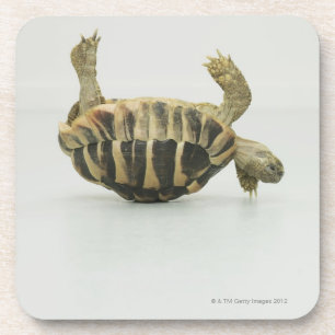 Dessous-de-verre Tortue à l'envers, équilibrant sur la coquille