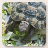 Dessous-de-verre Tortue mignonne (Devant)
