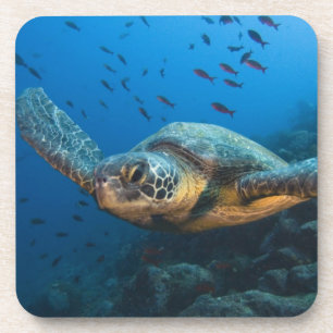 Dessous-de-verre Tortue noire (verte) (Chelonia agassizi)