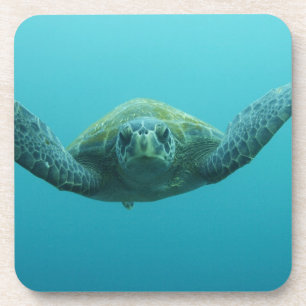 Dessous-de-verre Tortue verte (Chelonia mydas agassisi), Central
