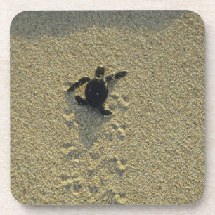 Dessous-de-verre Tortue verte, (Chelonia mydas), nouveau-né