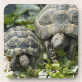 Dessous-de-verre Tortues mignonnes (Devant)