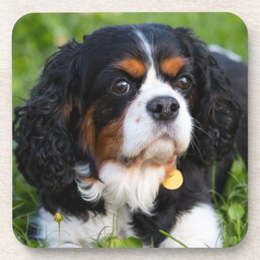 Dessous-de-verre Tri Couleur Cavalier King Charles Spaniel Chien (Devant)