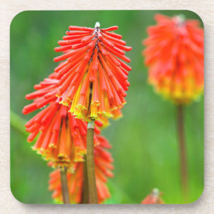 Dessous-de-verre Tritoma (Kniphofia Uvaria), Cap-Occidental