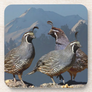 DESSOUS-DE-VERRE TROIS CAILLES ET SHASTA