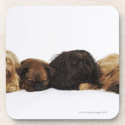 Dessous-de-verre Trois chiens de Pekingese et carlin simple se (Devant)