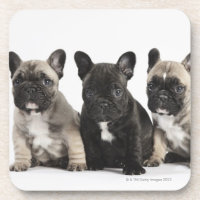 Trois chiots de pure race